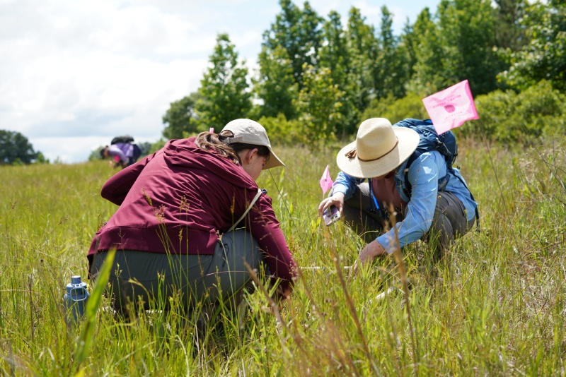 BRIT scientists work in the field and in the lab to uncover the mysteries of the tiny but mighty dwarf pipewort