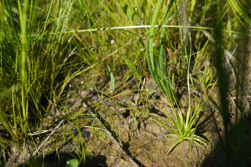 Dwarf pipewort growing in its natural wetland habitat