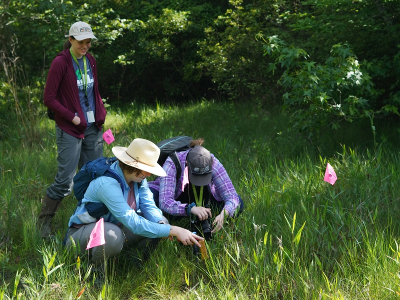 BRIT researchers studying dwarf pipewort in the field