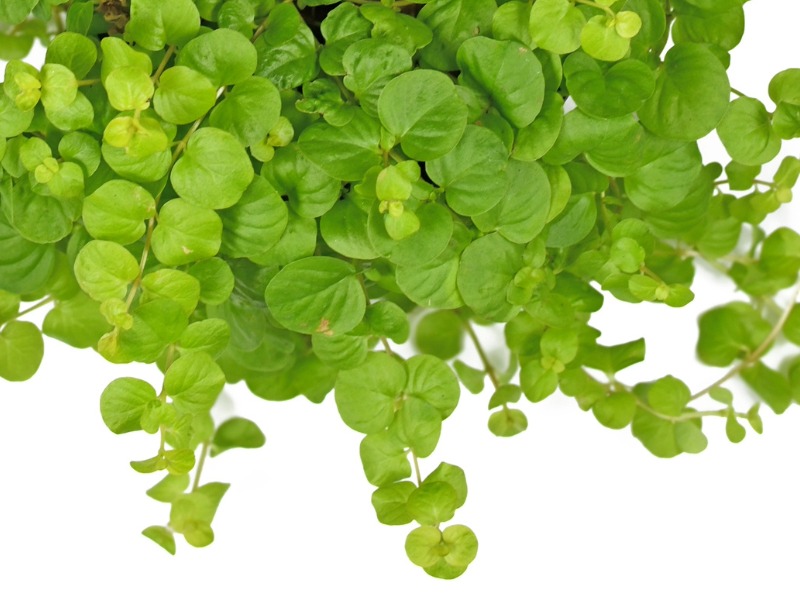 Creeping jenny (Lysimachia nummularia)