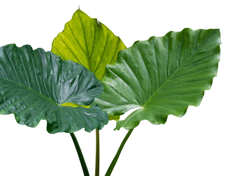Elephant ears (Colocasia, Alocasia, and Xanthosoma)