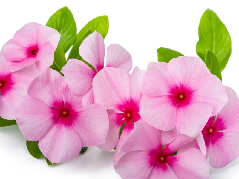 Thrill, Fill and Spill Your Way to Container Garden Success