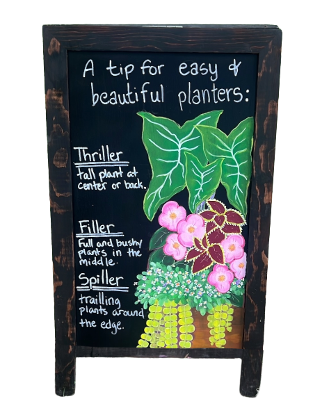 Illustration of a container planting showing a thriller, filler, and spiller arrangement