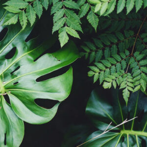 Lush tropical foliage featuring glossy monstera leaves with their characteristic splits and holes, layered alongside delicate fern fronds.