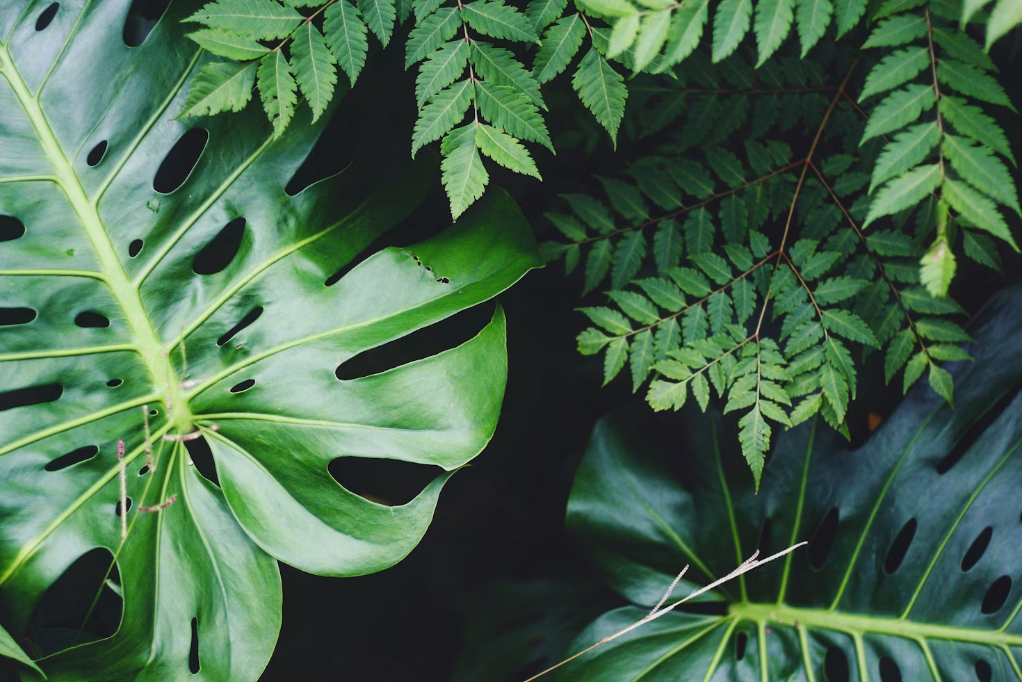Girls Nature Workshop: Aristocrats of Ancient Lineage