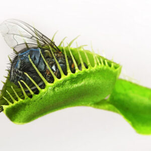 Close-up of a Venus flytrap with its bright green jaws closed around a fly, its translucent wings still visible between the trap's interlocking teeth.
