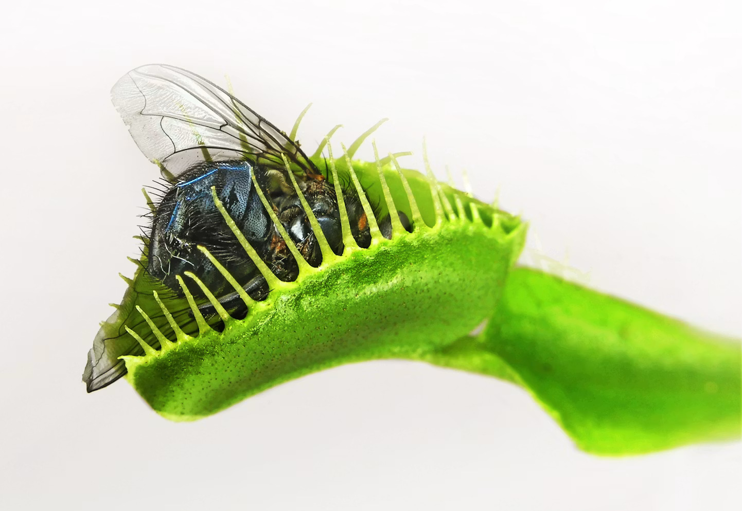 Girls Nature Workshop: How to Catch a Bug