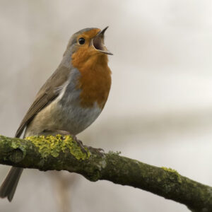 A robin with a bright orange-red breast perches on a lichen-covered branch with its beak open in song.