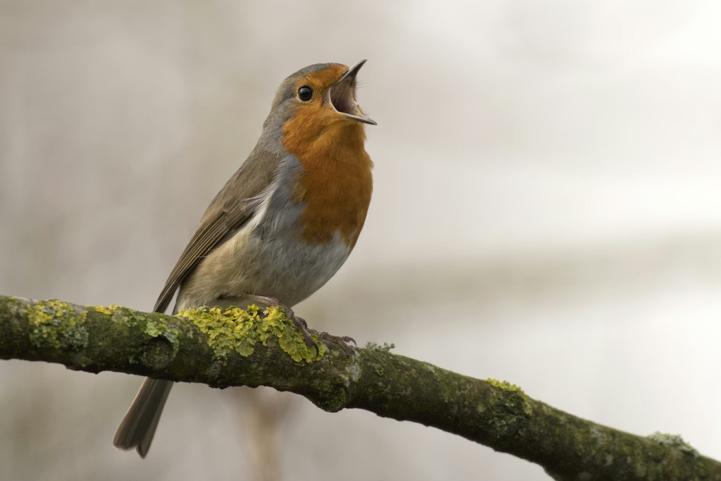 Homeschool Family Field Trip: Feathered Friends