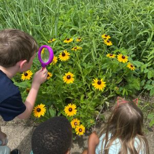 Three children crouch beside a patch of black-eyed Susans as one examines a bloom through a purple magnifying glass.