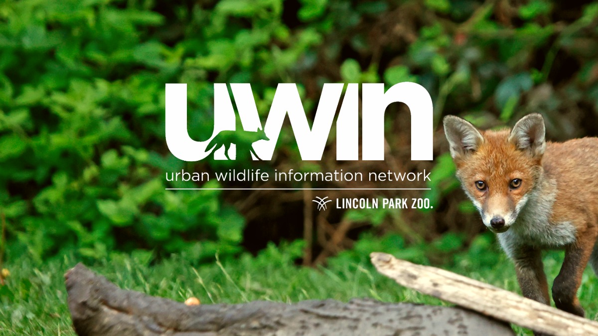 Lunchtime Lecture: The Urban Wildlife Information Network