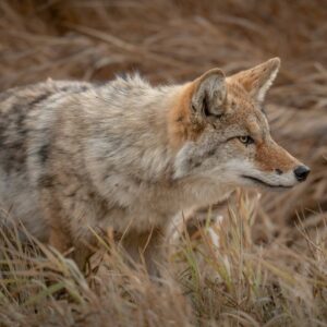 A coyote with tawny and gray fur moves through tall dry grass, gazing intently to the right.
