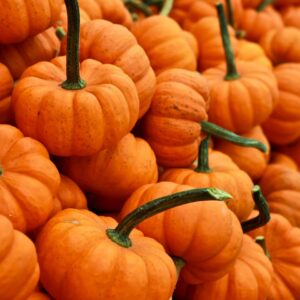 A dense pile of small orange pumpkins with curving green stems.