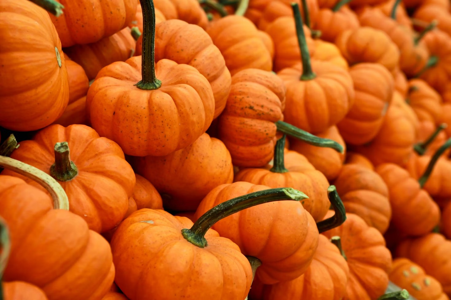Homeschool Family Field Trip: Autumn Discovery – Session 1